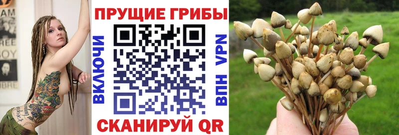 продажа наркотиков  MEGA как зайти  Галлюциногенные грибы Psilocybe  Павловская 